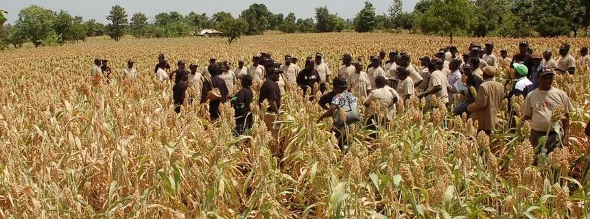 Sorghum Valued image