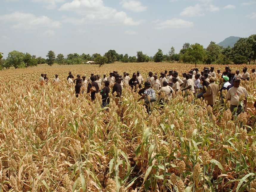 Sorghum Valued image