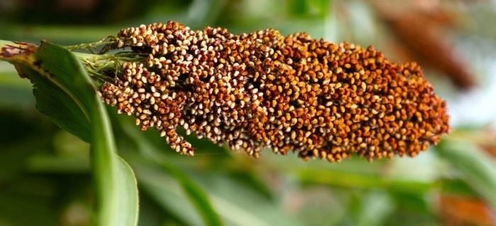 Sorghum benefits 77