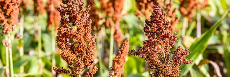 Sorgum us diet image