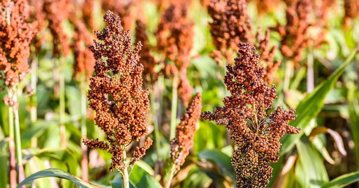 Sorgum us diet image