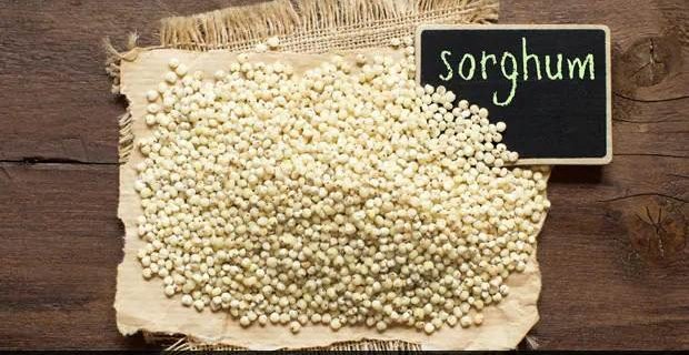 sorghum-jowar-5-ways-diet-protein