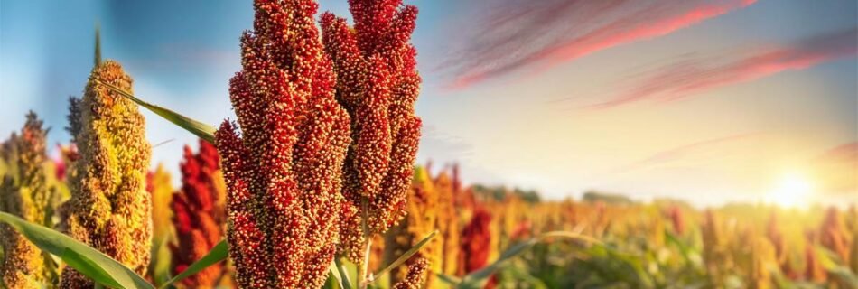 American Sorghum Grass Roots Investment Image