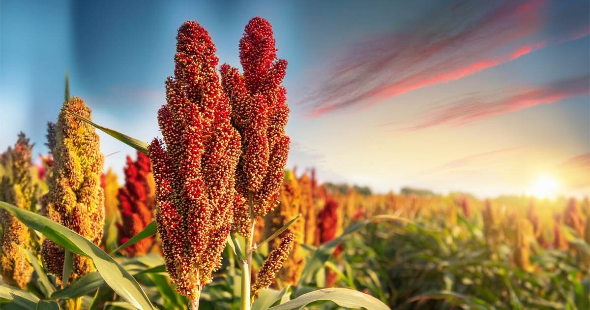American Sorghum Grass Roots Investment Image
